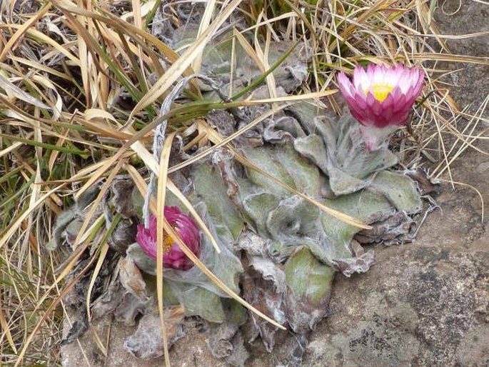 Helichrysum ecklonis