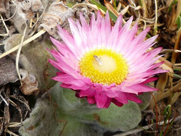 Helichrysum ecklonis