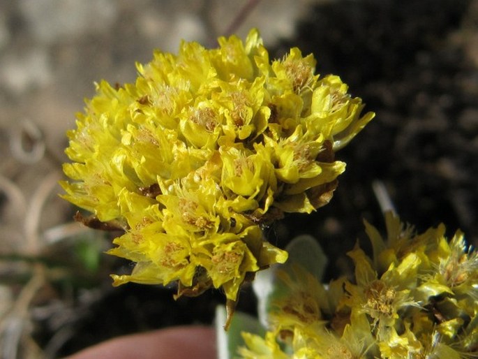 HELICHRYSUM EVANSII Hilliard – smil / slamiha