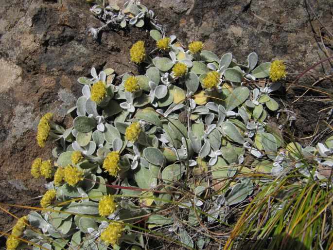 Helichrysum evansii