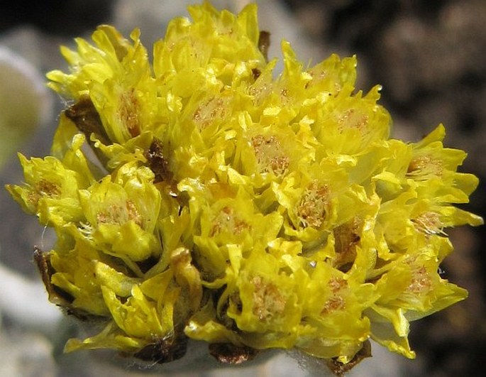 Helichrysum evansii