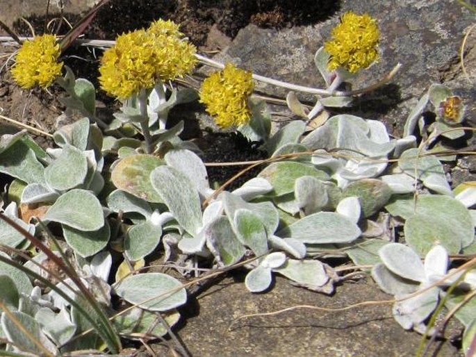 Helichrysum evansii