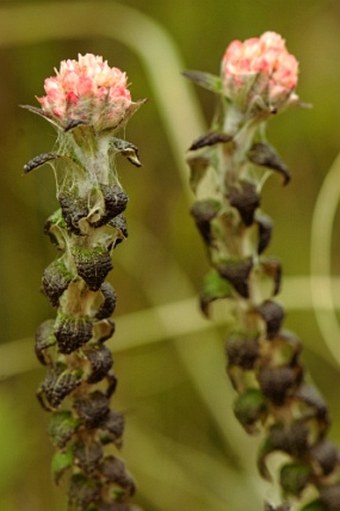 Helichrysum felinum