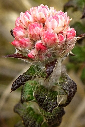 Helichrysum felinum