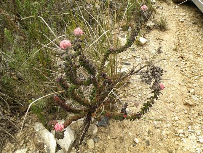 Helichrysum felinum