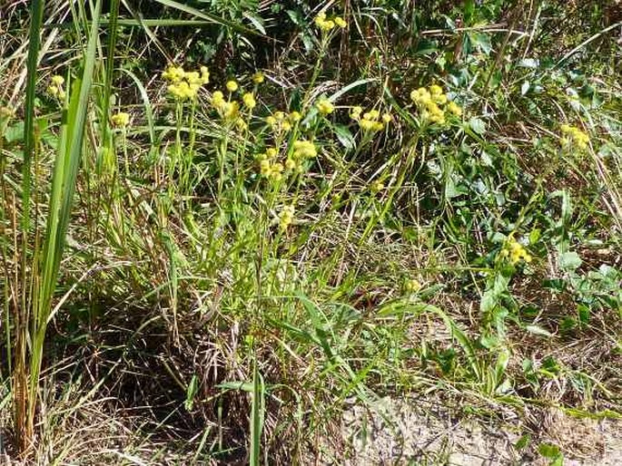 Helichrysum longifolium