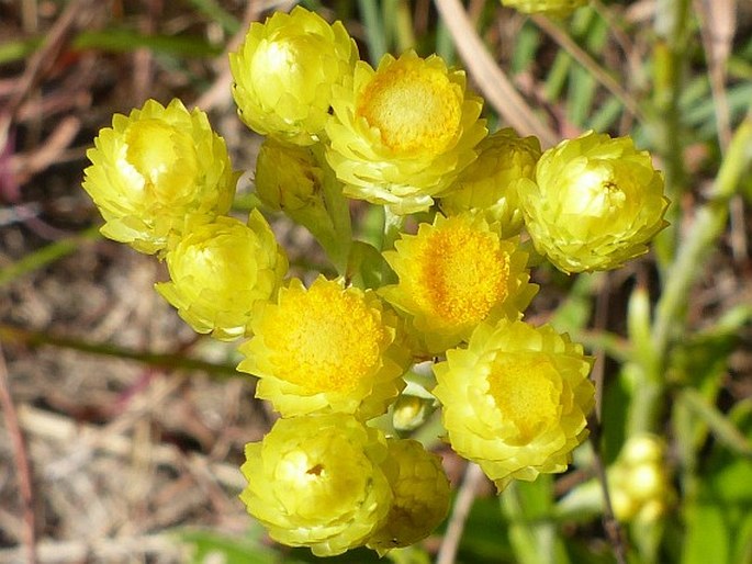 Helichrysum longifolium