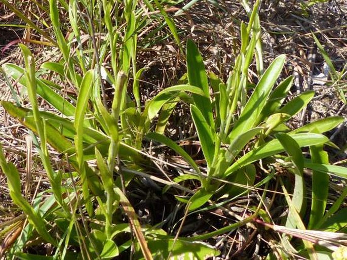 Helichrysum longifolium