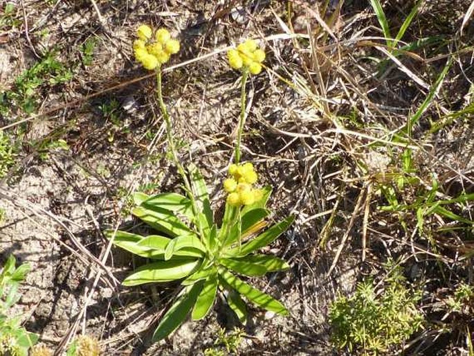 Helichrysum longifolium