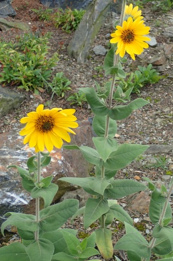 Helianthus mollis