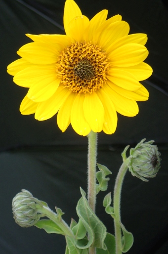 Helianthus mollis