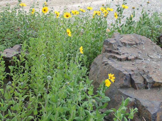 Helianthus mollis