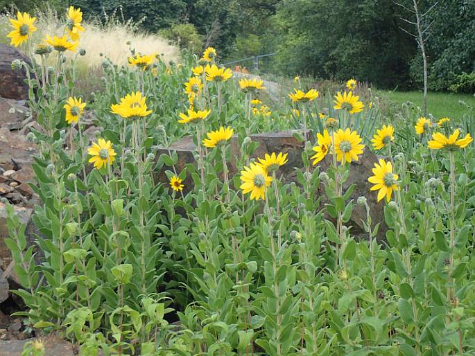 Helianthus mollis