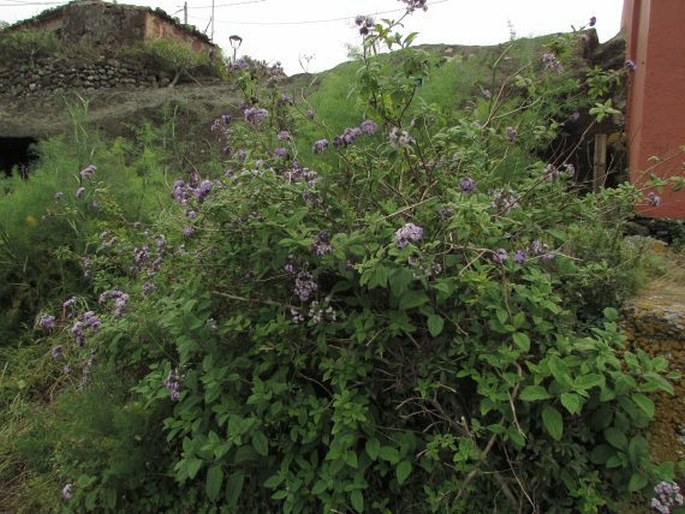 Heliotropium arborescens