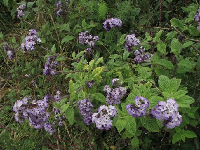 Heliotropium arborescens