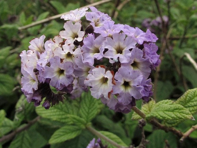 Heliotropium arborescens