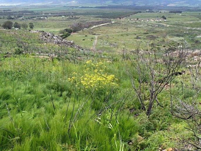 Heliophila juncea