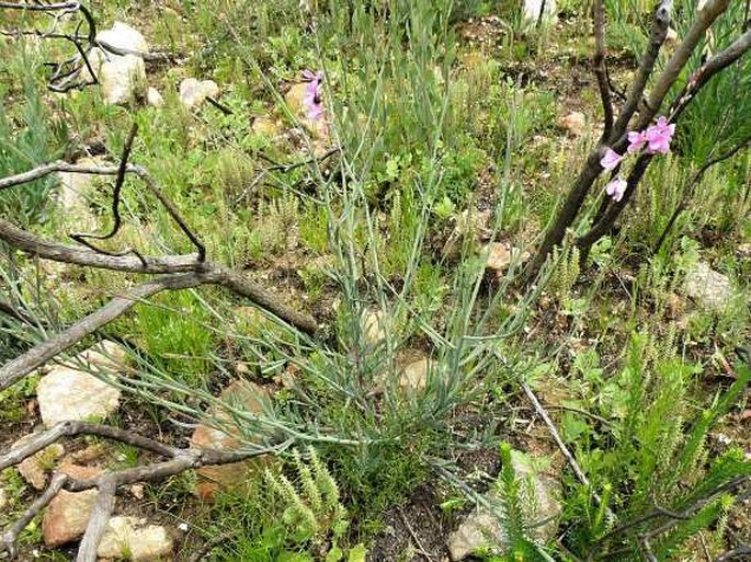 Heliophila juncea