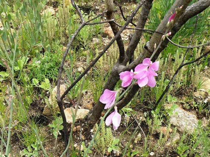 Heliophila juncea