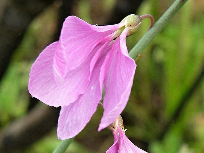 Heliophila juncea