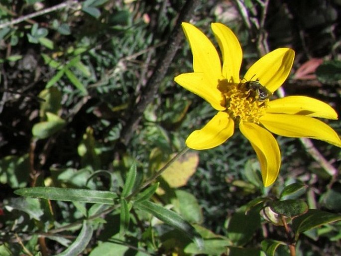 Heliomeris longifolia