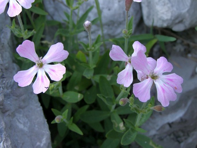 HELIOSPERMA MACRANTHUM Pančić