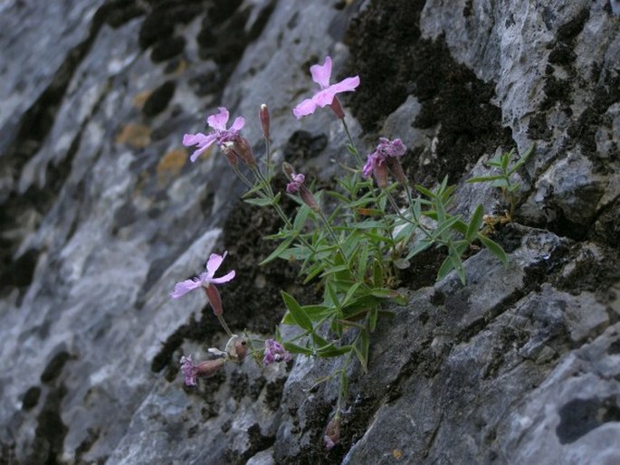 Heliosperma macranthum