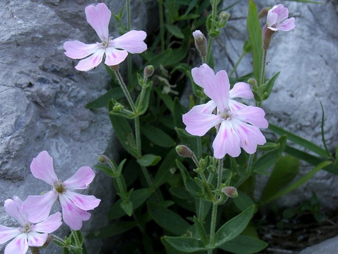 Heliosperma macranthum