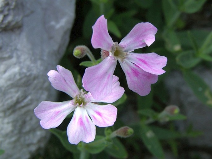 Heliosperma macranthum