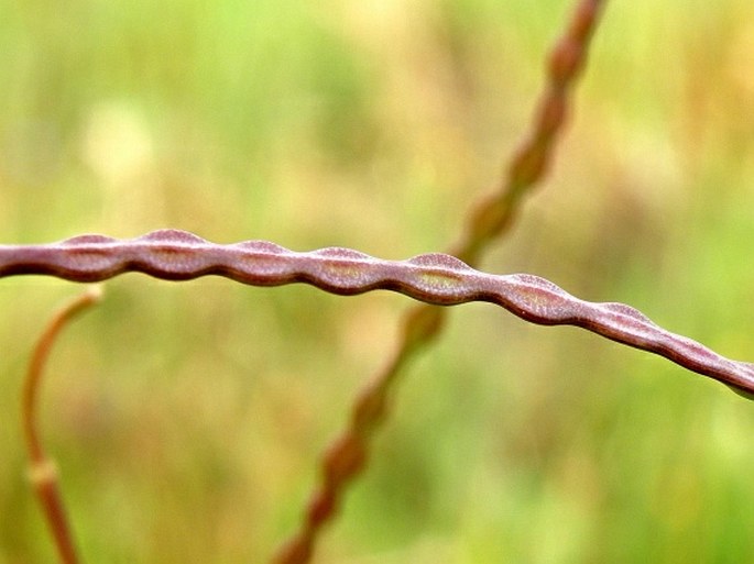 Heliophila acuminata