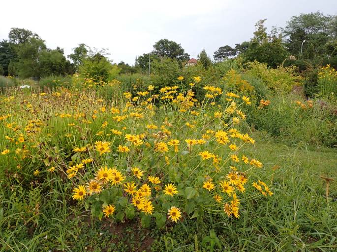 Heliopsis helianthoides