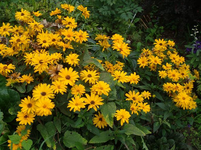 Heliopsis helianthoides