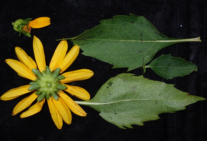 Heliopsis helianthoides