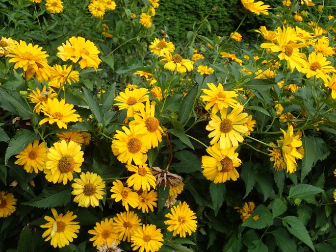 Heliopsis helianthoides