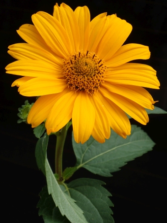 Heliopsis helianthoides