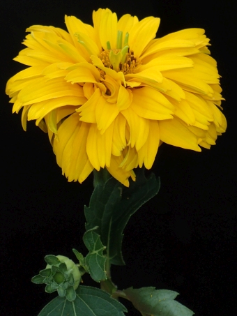 Heliopsis helianthoides