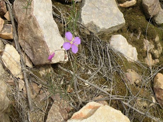 Heliophila subulata