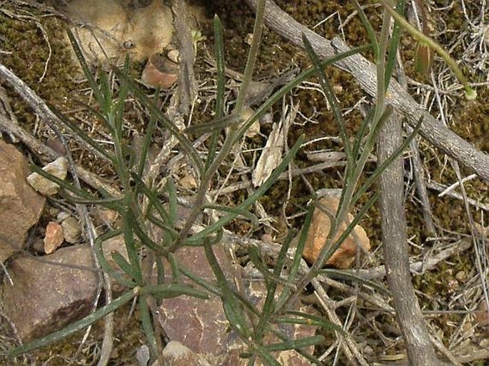 Heliophila subulata