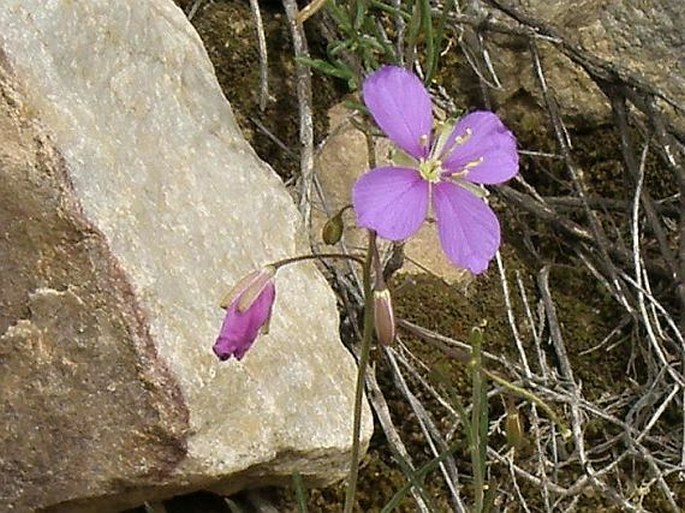 Heliophila subulata