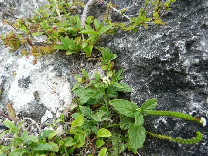 Heliotropium angiospermum