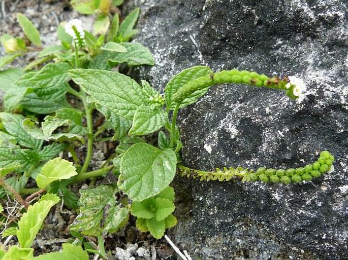 Heliotropium angiospermum