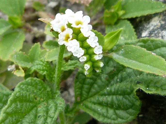 Heliotropium angiospermum