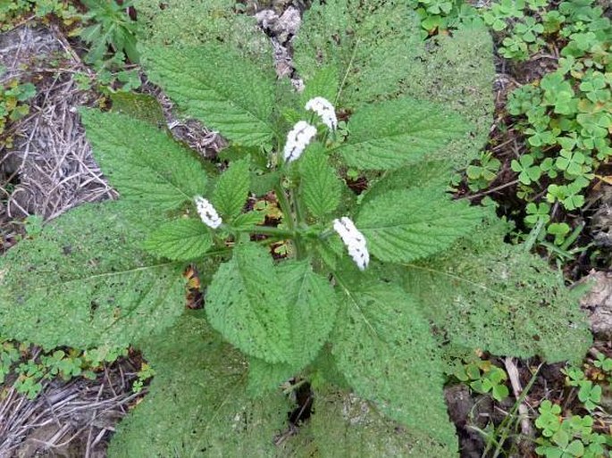 Heliotropium indicum