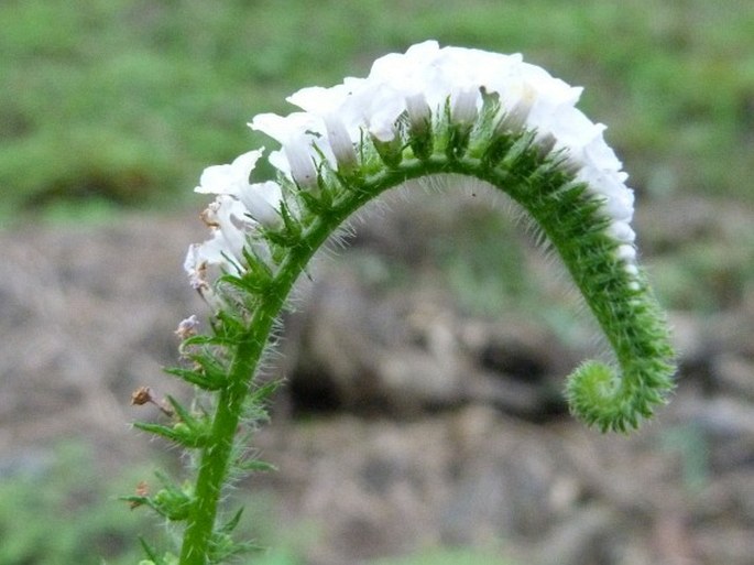 Heliotropium indicum