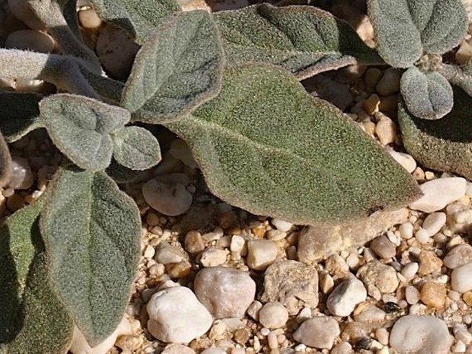 Heliotropium ovalifolium