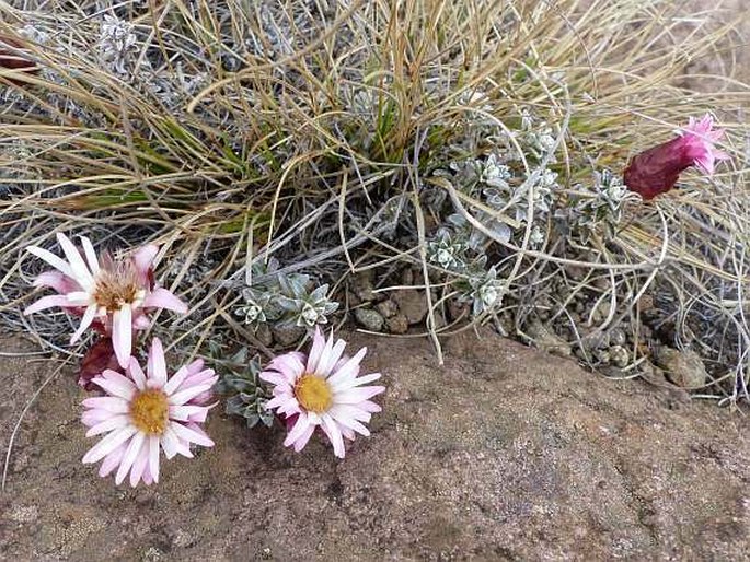 HELICHRYSUM RETORTOIDES N. E. Br. – smil / slamiha