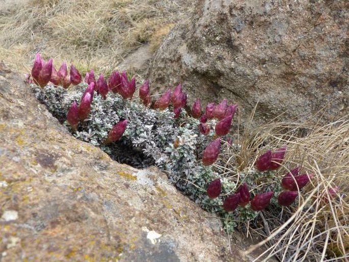 Helichrysum retortoides