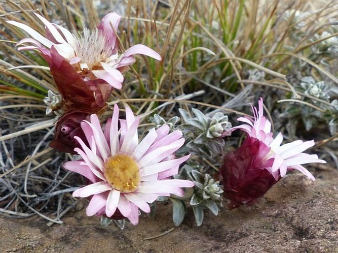 Helichrysum retortoides