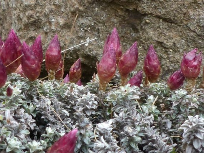 Helichrysum retortoides