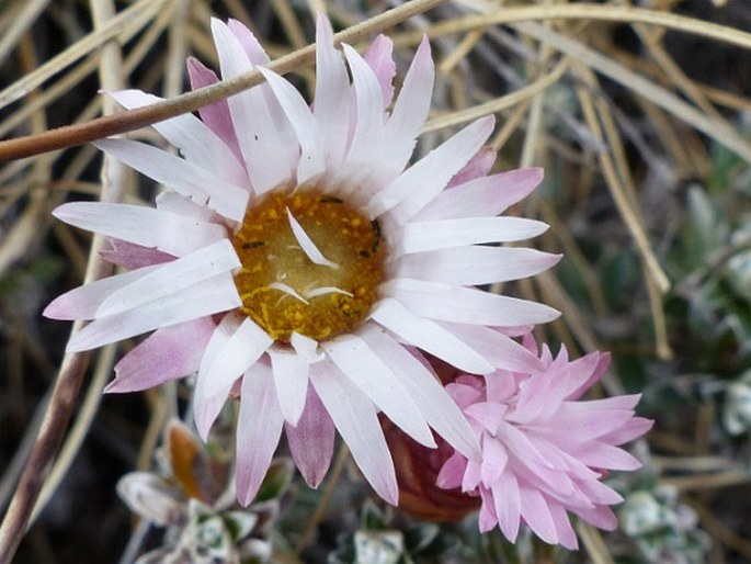 Helichrysum retortoides